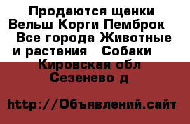 Продаются щенки Вельш Корги Пемброк  - Все города Животные и растения » Собаки   . Кировская обл.,Сезенево д.